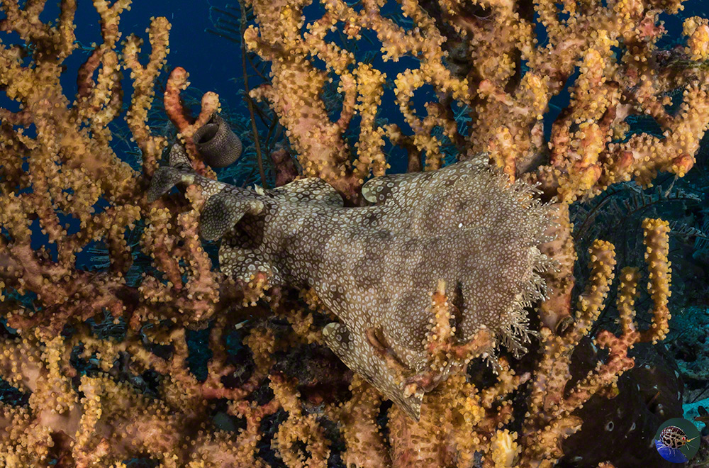 Eucrossorhinus dasypogon - juvenile