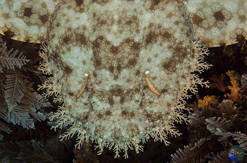 Eucrossorhinus dasypogon - head from above