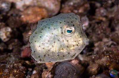 Ostracion cubicus - just descended from plankton