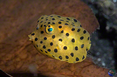 Ostracion cubicus - juvenile