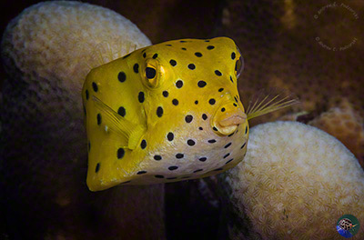 Ostracion cubicus - juvenile