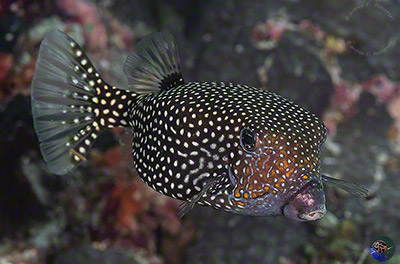 Ostracion meleagris - female