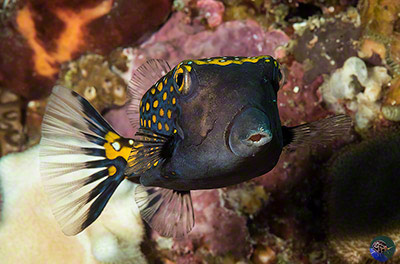 Ostracion meleagris - male