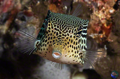 Ostracion solorensis - female