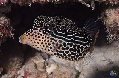 Ostracion solorensis - female