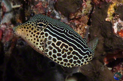 Ostracion solorensis - female