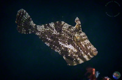 Acreichthys tomentosus