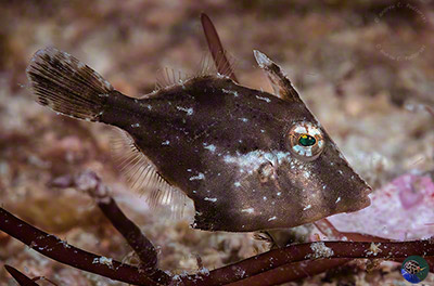 Acreichthys tomentosus - subadult
