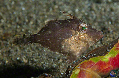 Acreichthys tomentosus - subadult