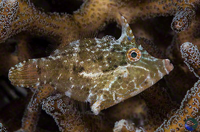 Acreichthys tomentosus ?