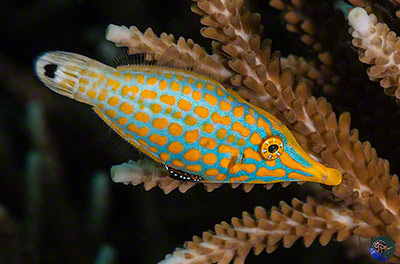 Oxymonacanthus longirostris