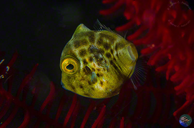 Paraluteres sp. - juvenile