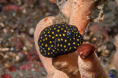 Arothron meleagris - juvenile