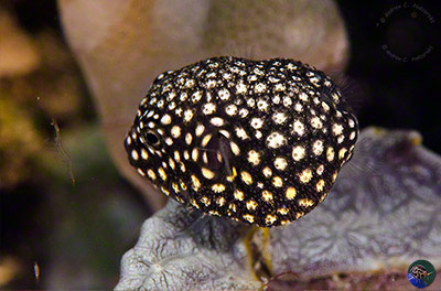 Arothron meleagris - juvenil