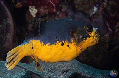 Arothron nigropunctatus