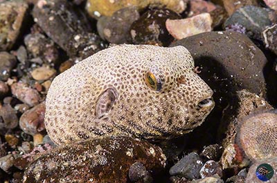 Arothron sp. juvenile