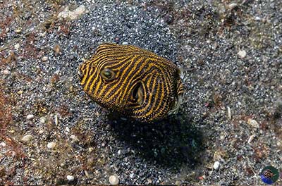 Arothron stellatus - juvenile