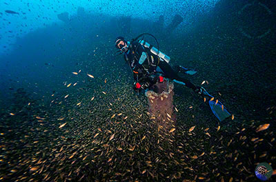 Canthigaster  bennetti - mating aggregation
