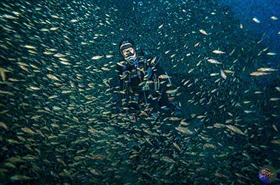 Canthigaster bennetti - mating aggregation