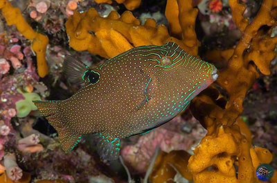 Canthigaster papua