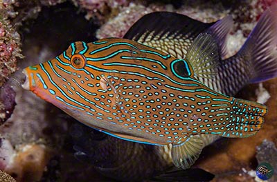 Canthigaster petersii