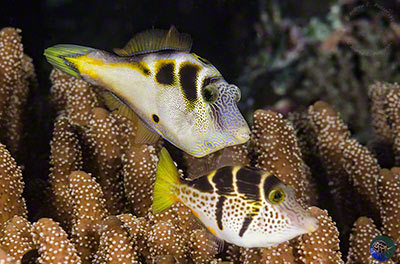 Canthigaster valentini