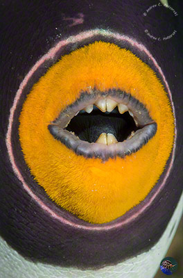 Balistoides conspicillum