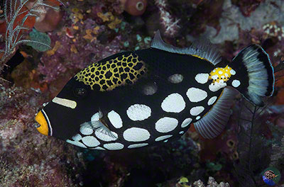 Balistoides conspicillum