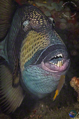 Balistoides viridescens