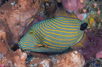 Balistapus undulatus