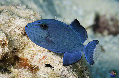 Odonus niger - juvenile