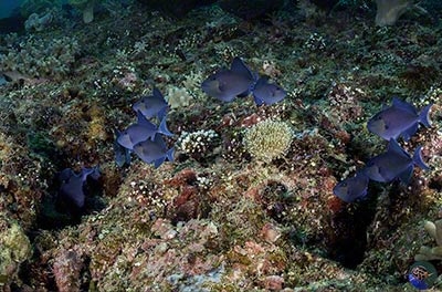 Odonus niger - ready to hide!