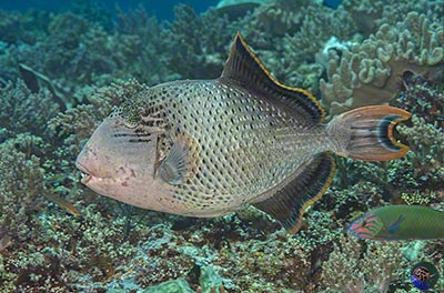 Pseudobalistes flavimarginatus