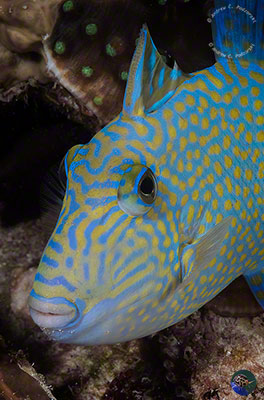 Pseudobalistes fuscus