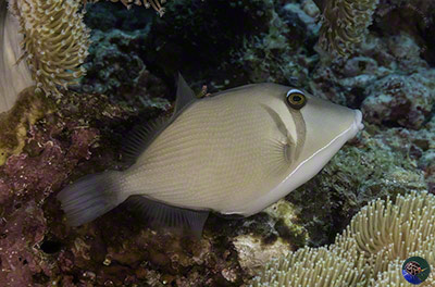 Pseudobalistes fuscus