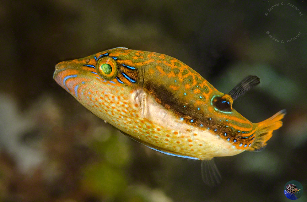 Bennetts' Pufferfish