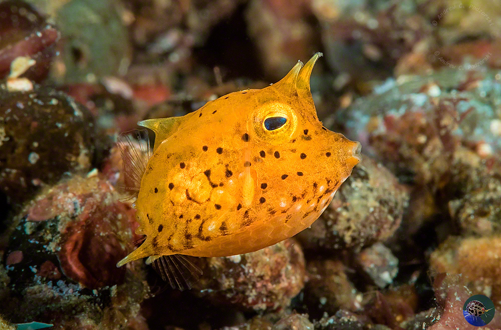 Lactoria fornasini - juvenile