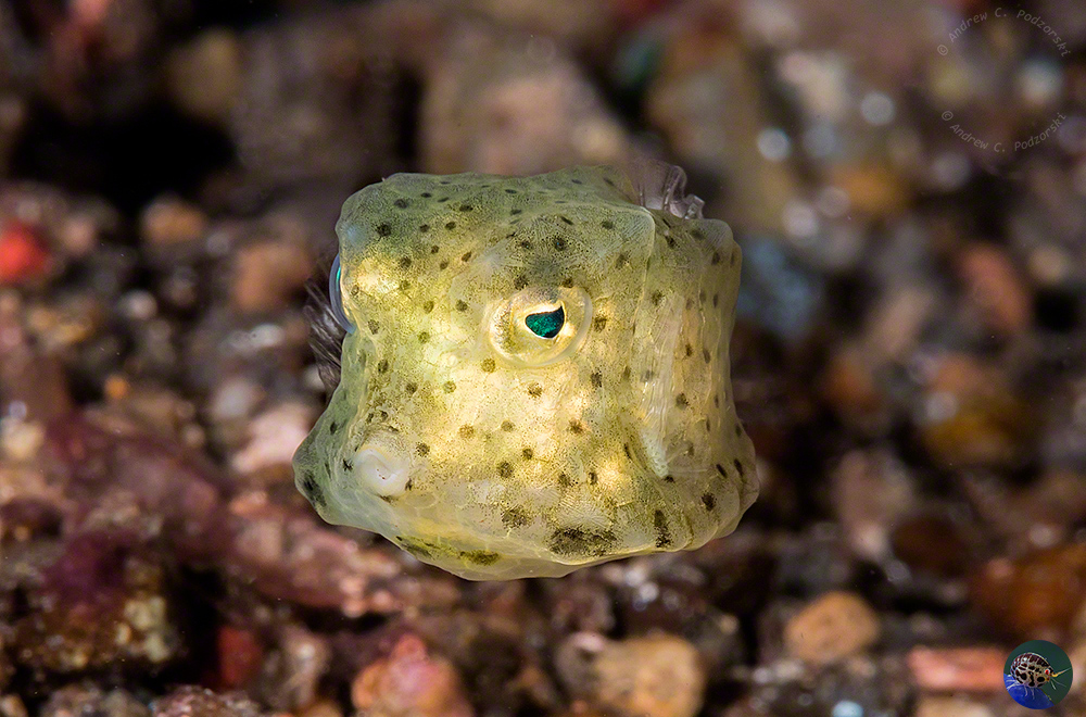 Ostracion cubicus - just descended from plankton