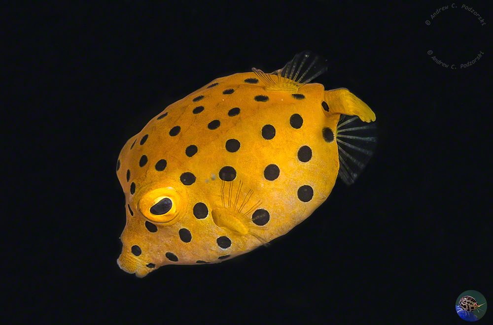 Ostracion cubicus - juvenile