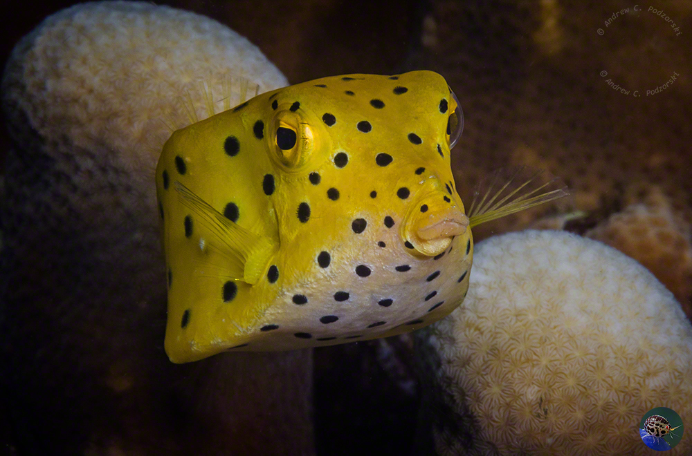 Ostracion cubicus - juvenile