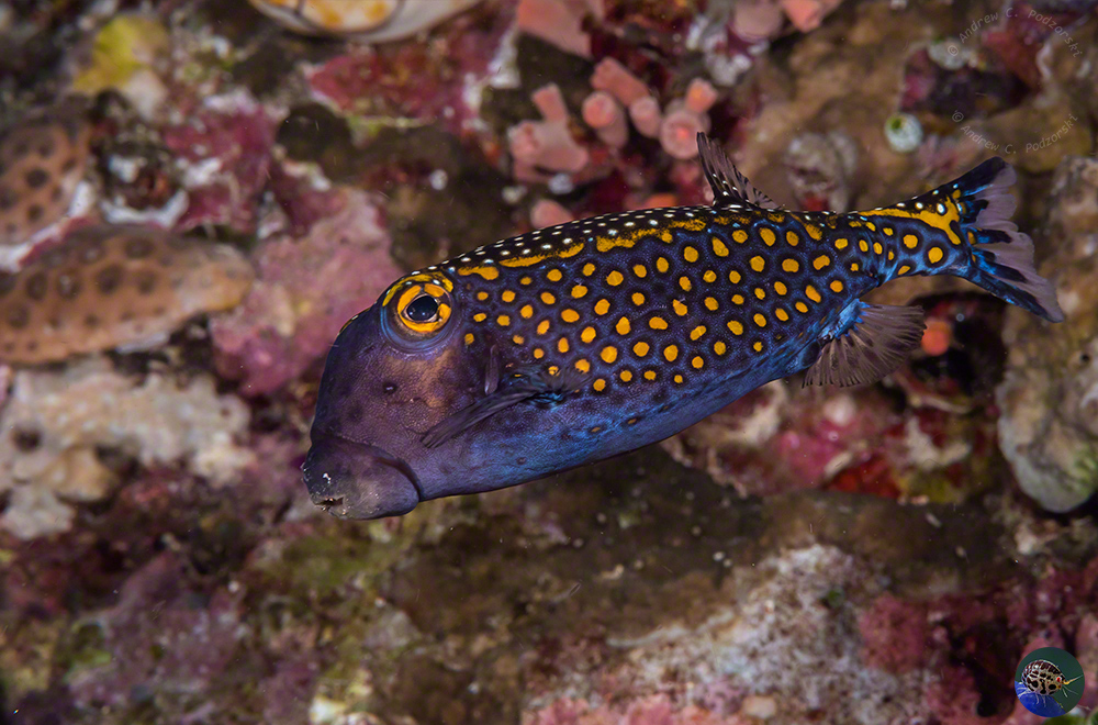 Ostracion meleagris - male