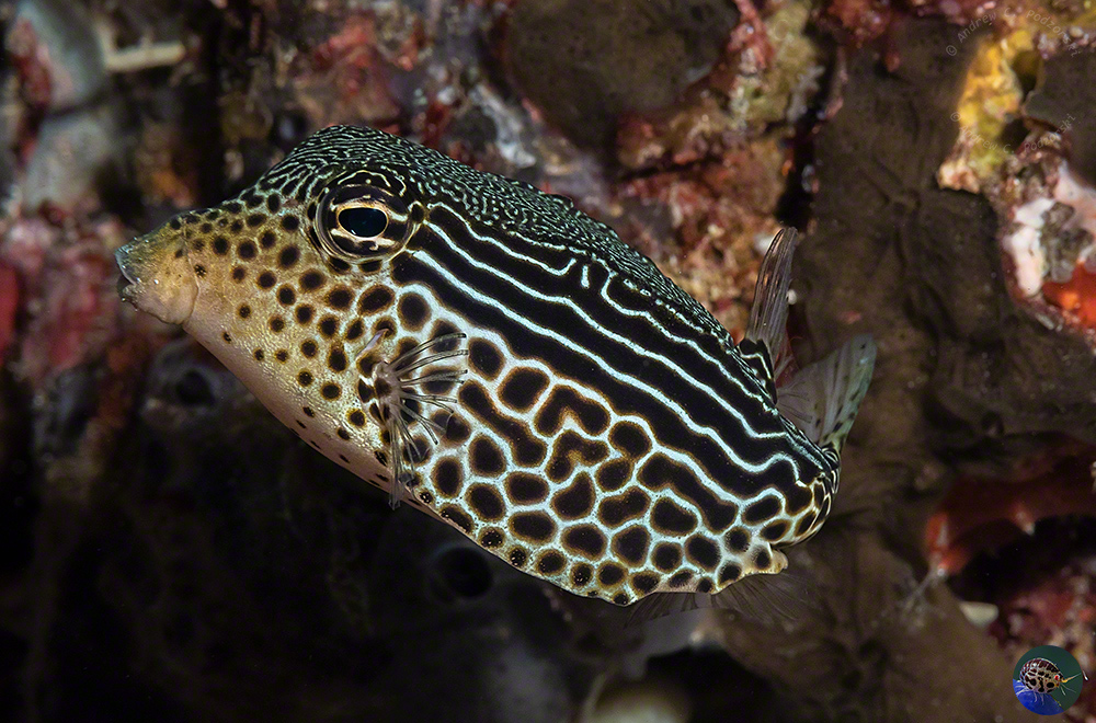 Ostracion solorensis - female