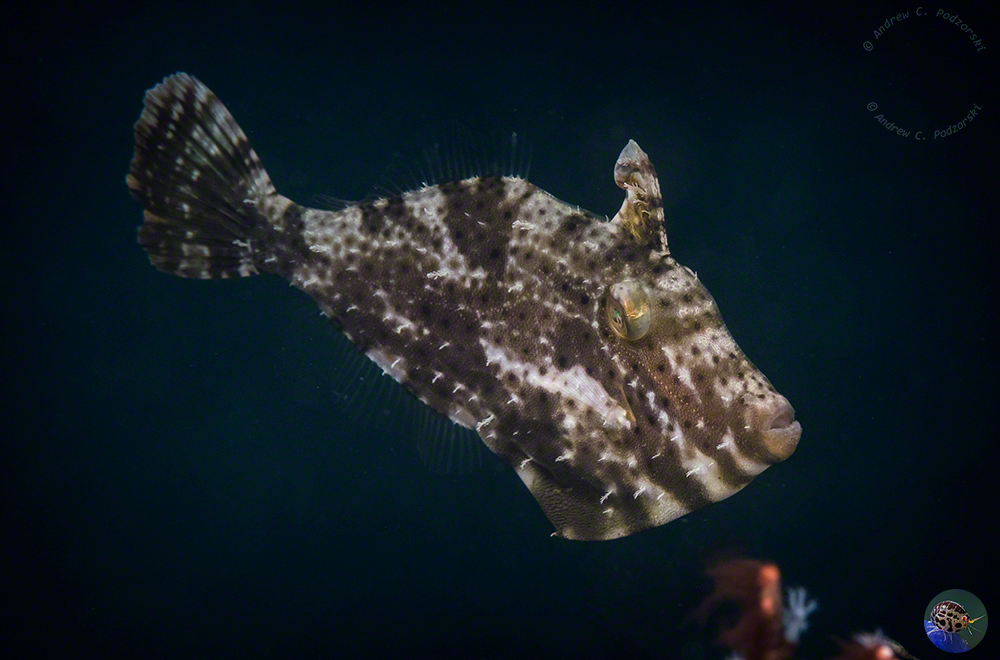 Acreichthys tomentosus