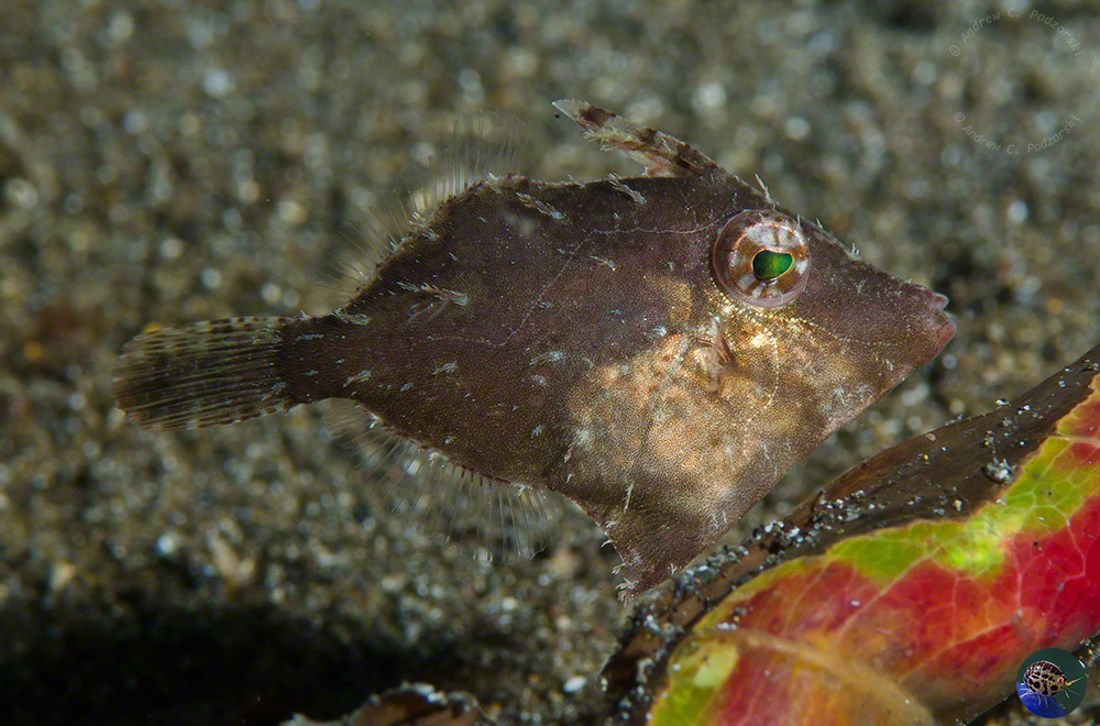 Acreichthys tomentosus - subadult