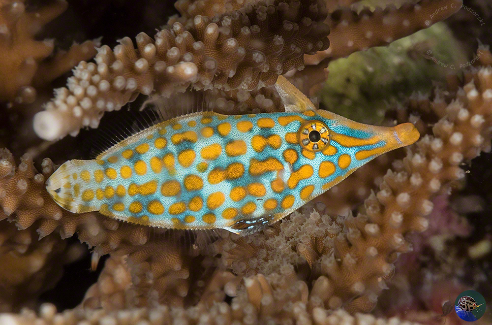 Oxymonacanthus longirostris