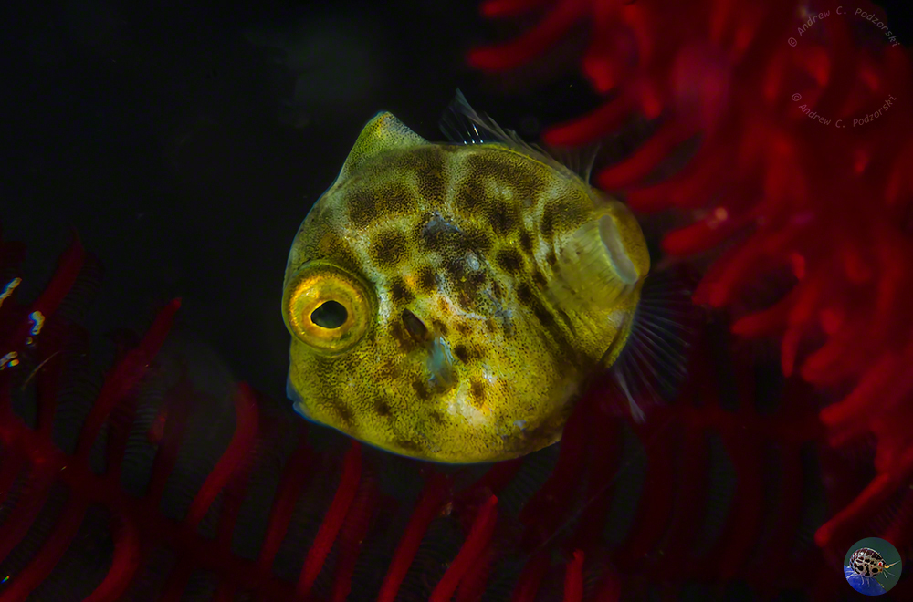 Paraluteres sp. - juvenile