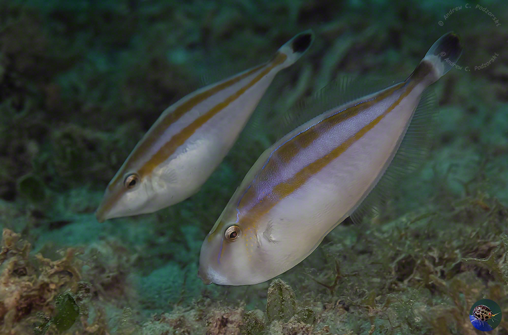 12 Pseudalutarius nasicornis - male & female