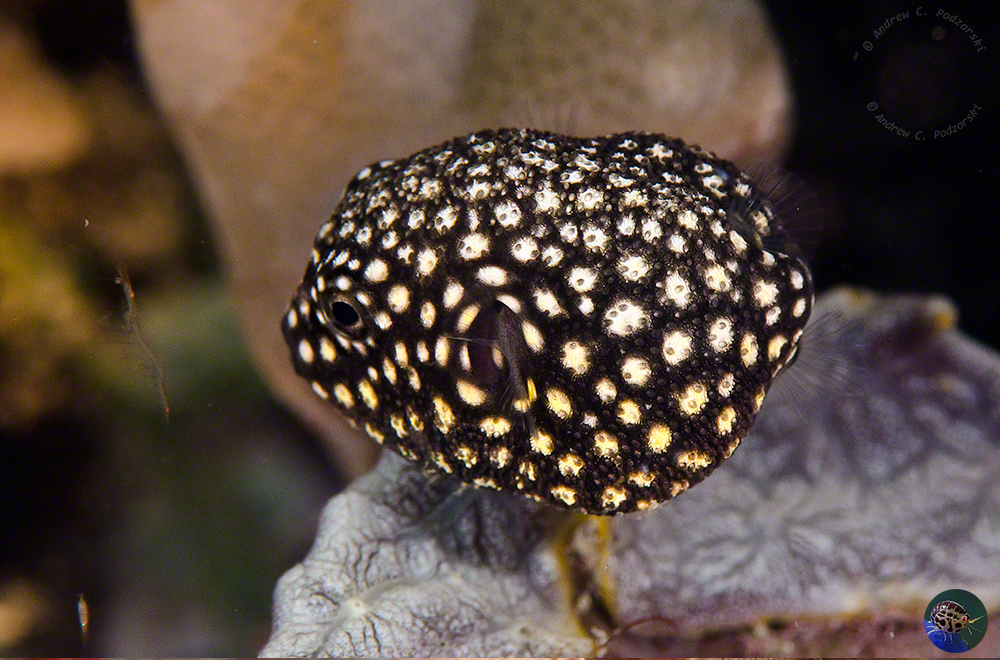 Arothron meleagris - juvenile