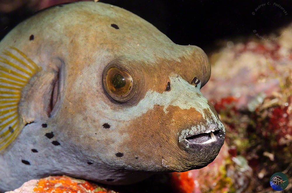 Arothron nigropunctatus