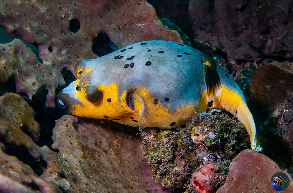 Arothron nigropunctatus